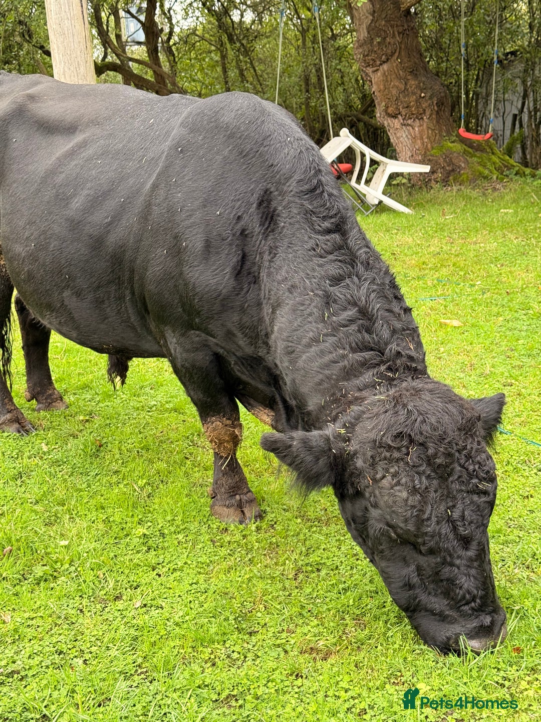 Cows & Bulls livestock for sale: Dexter 1 Bull and two cows for sale - Image 2