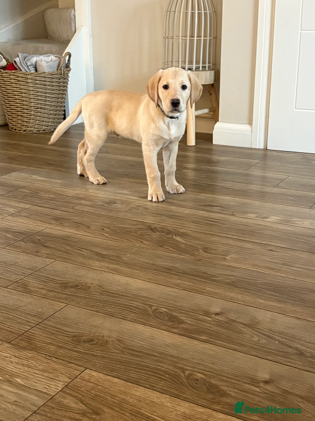 Goldador dogs for sale: Goldador puppy ozzy  - Advert 3