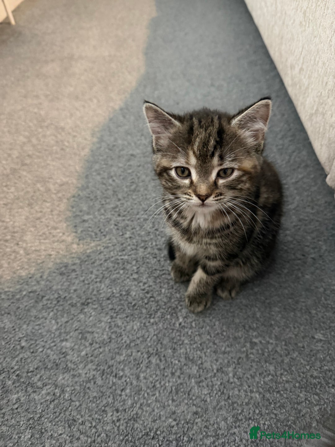 Mixed Breed cats for sale: 1 female tabby & 1 female calico  - Image 5