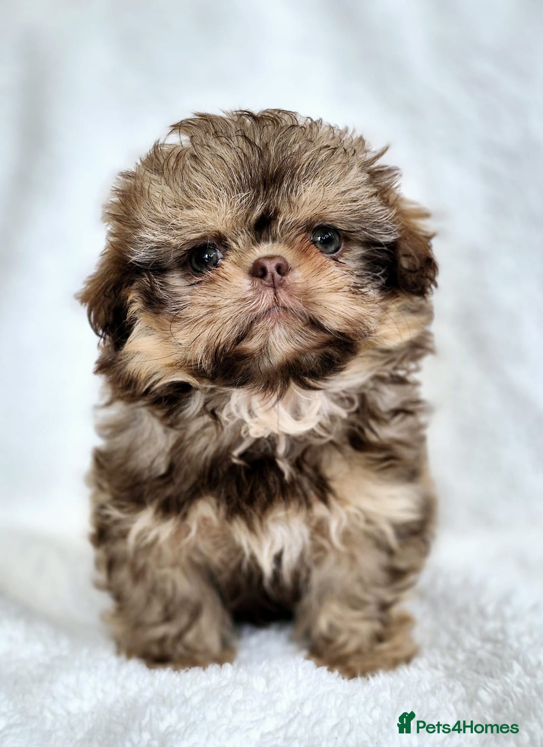Malshi Puppies Brindle Maltese Shichon Puppies Maltese Poodle Mix