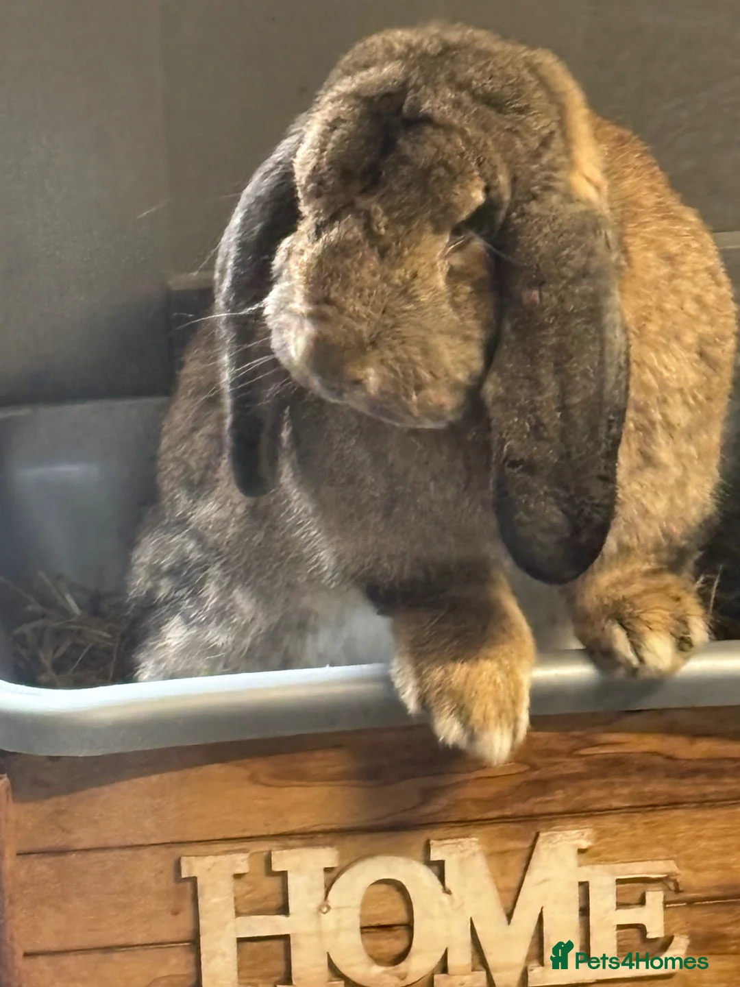 French Lop rabbits for sale: Giant French Lop - Advert 4
