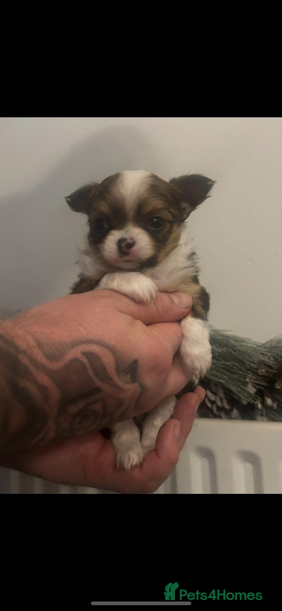 Chihuahua dogs for sale: 🌟Chihuahua Boy Ready for a Forever Loving Home🌟 - Advert 15