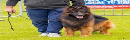 German Shepherd dogs for sale: KC Registered German Shepherd Puppy in Hitchin - Advert 2