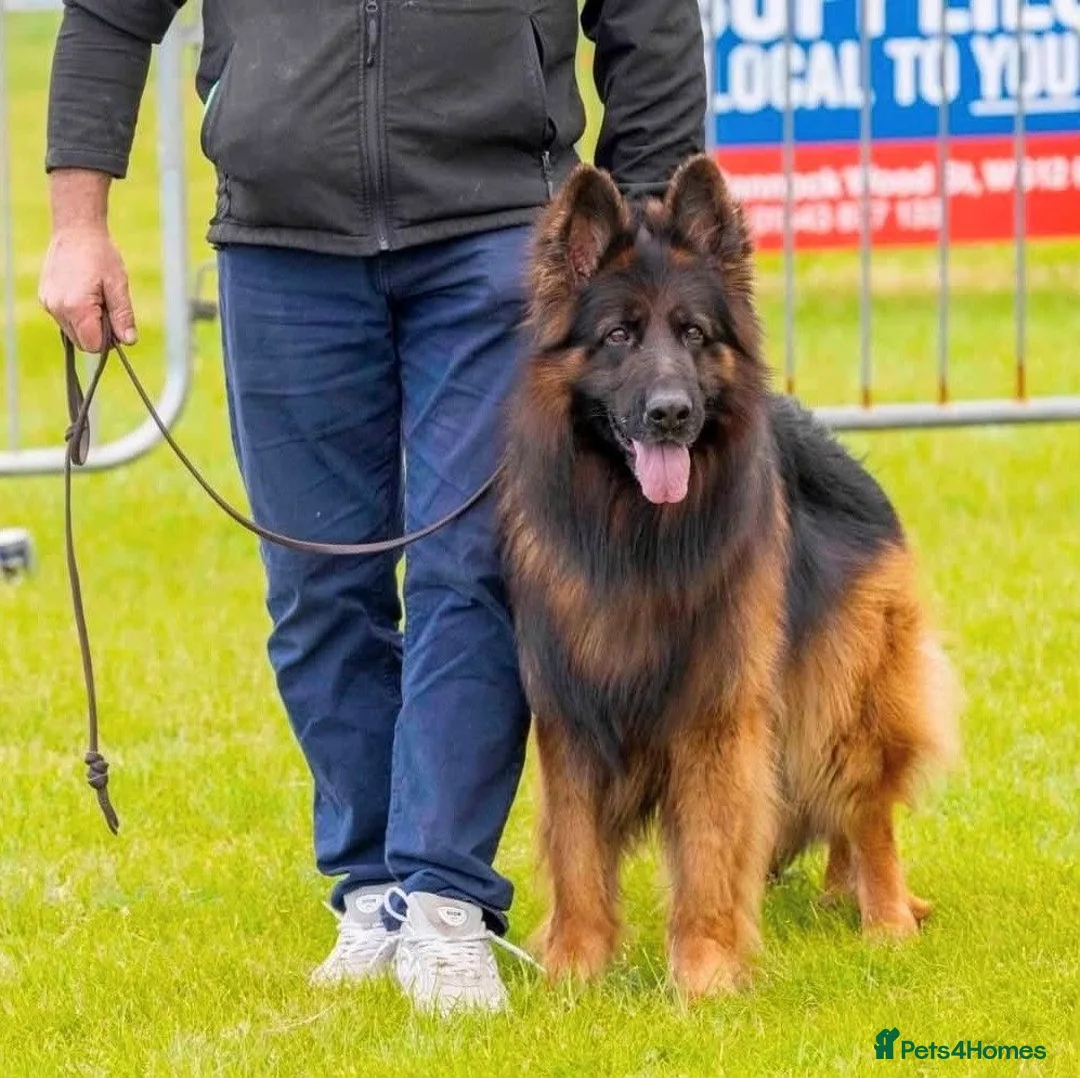 German Shepherd dogs for sale: KC Registered German Shepherd Puppy in Hitchin - Advert 2