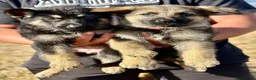 German Shepherd dogs for sale: Quality, Purebred, Large, Family Raised GSD Pups - Advert 19