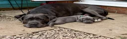 Cane Corso dogs for sale: 🐾 Outstanding Cane Corso Puppies 🐾 - Advert 19