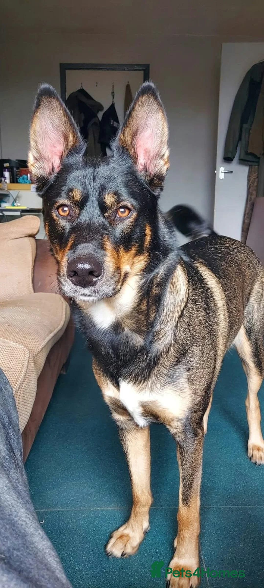 Mixed Breed dogs for sale: Luna 7yo  in Downham Market - Advert 2
