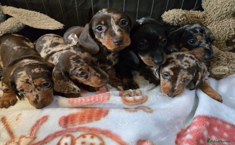 Dachshund dogs - Advert 2