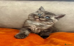 Mixed Breed cats for sale: Maine-coon / Ragdoll Kittens  - Image 11