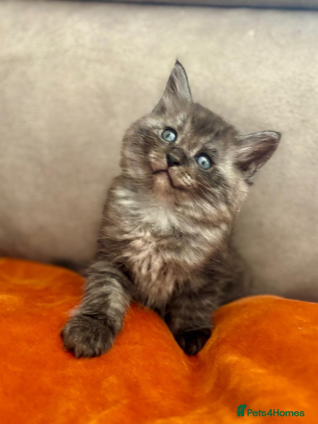 Mixed Breed cats for sale: Maine-coon / Ragdoll Kittens  - Image 11