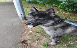 Mixed Breed dogs for sale: 17 month old chow chow x malamute  - Image 3