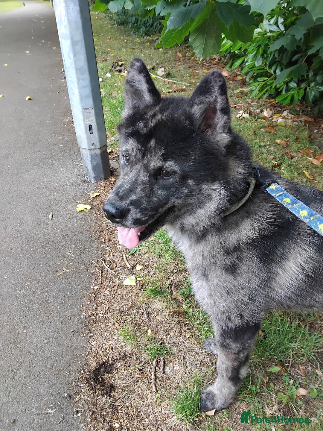 Mixed Breed dogs for sale: 17 month old chow chow x malamute  - Image 3