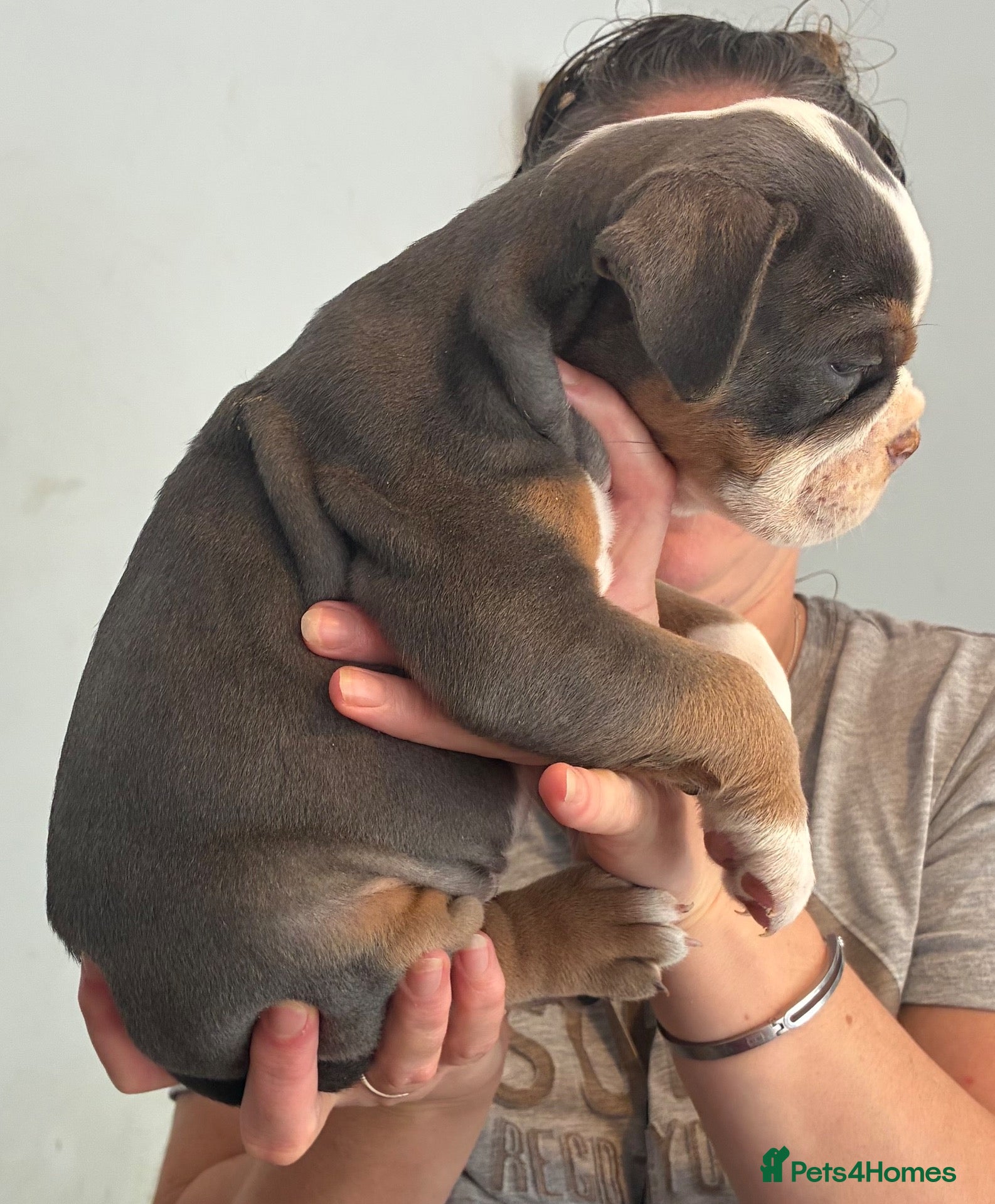 Olde English Bulldogge dogs 5* bloodline old English bulldogs  - Advert 2
