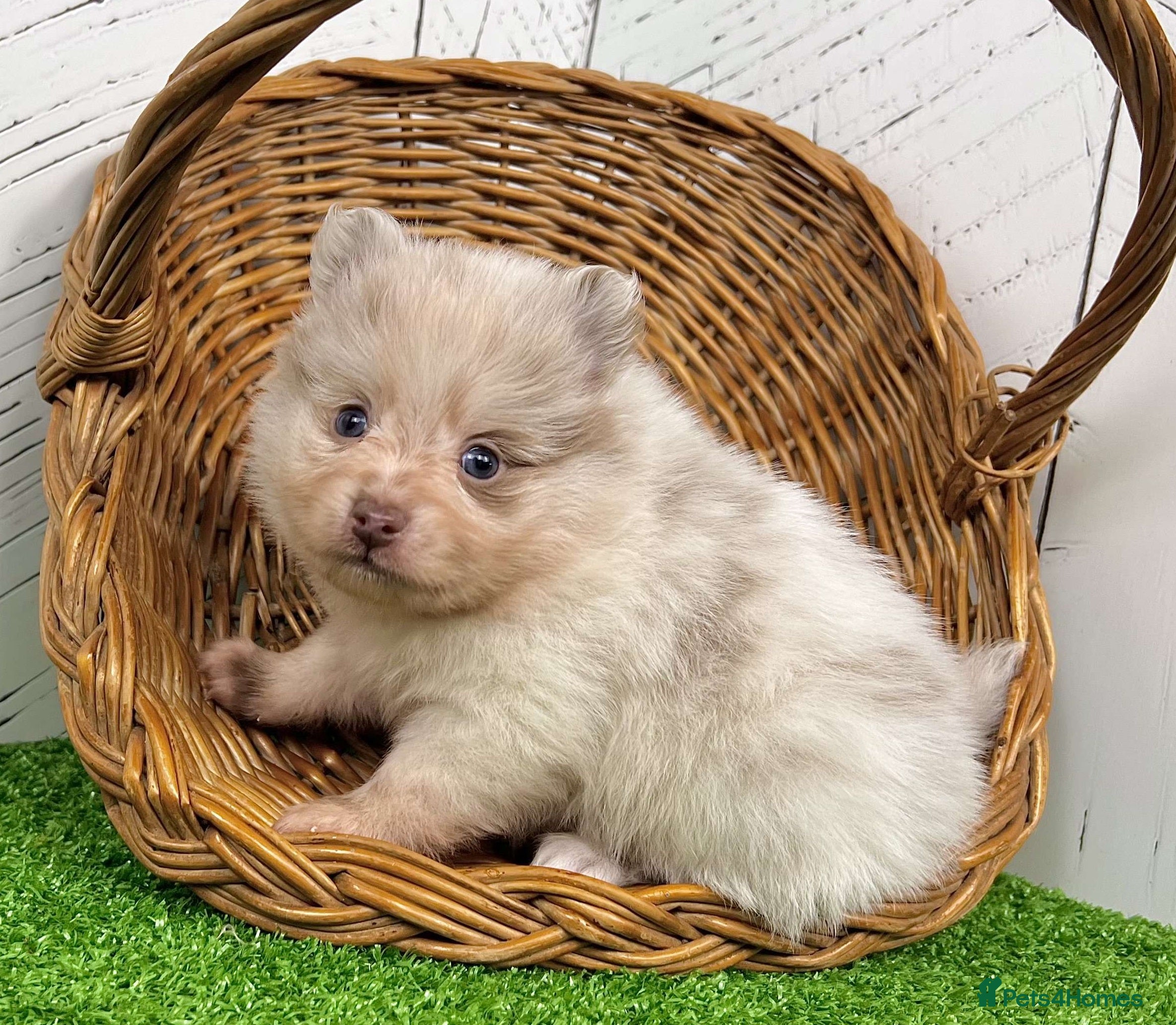 Pomeranian dogs Happy Pomeranian girl available - Advert 2