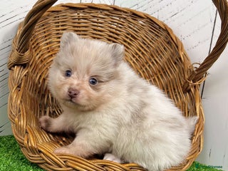 Pomeranian dogs Happy Pomeranian girl available - Advert 2