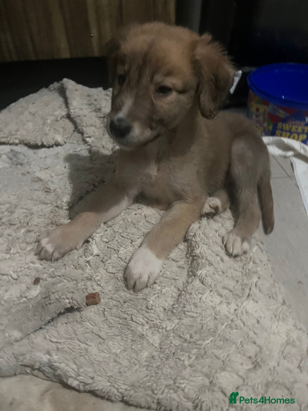 Saluki dogs for sale: Saluki - Advert 4