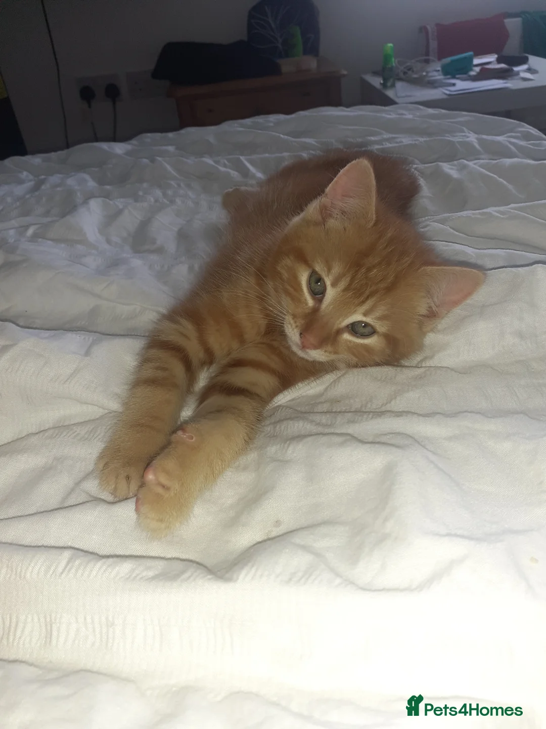 Mixed Breed cats for sale: Gorgeous Ginger kitten - Advert 1