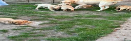 Labrador Retriever dogs for sale: Stunning KC reg Labrador pups ready to leave  - Advert 13