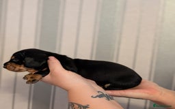 Miniature Dachshund dogs for sale: Miniature Dachshund Puppies For Sale  - Advert 14