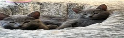 Russian Blue cats for sale: Beautiful Russian Blue Kittens - Advert 2