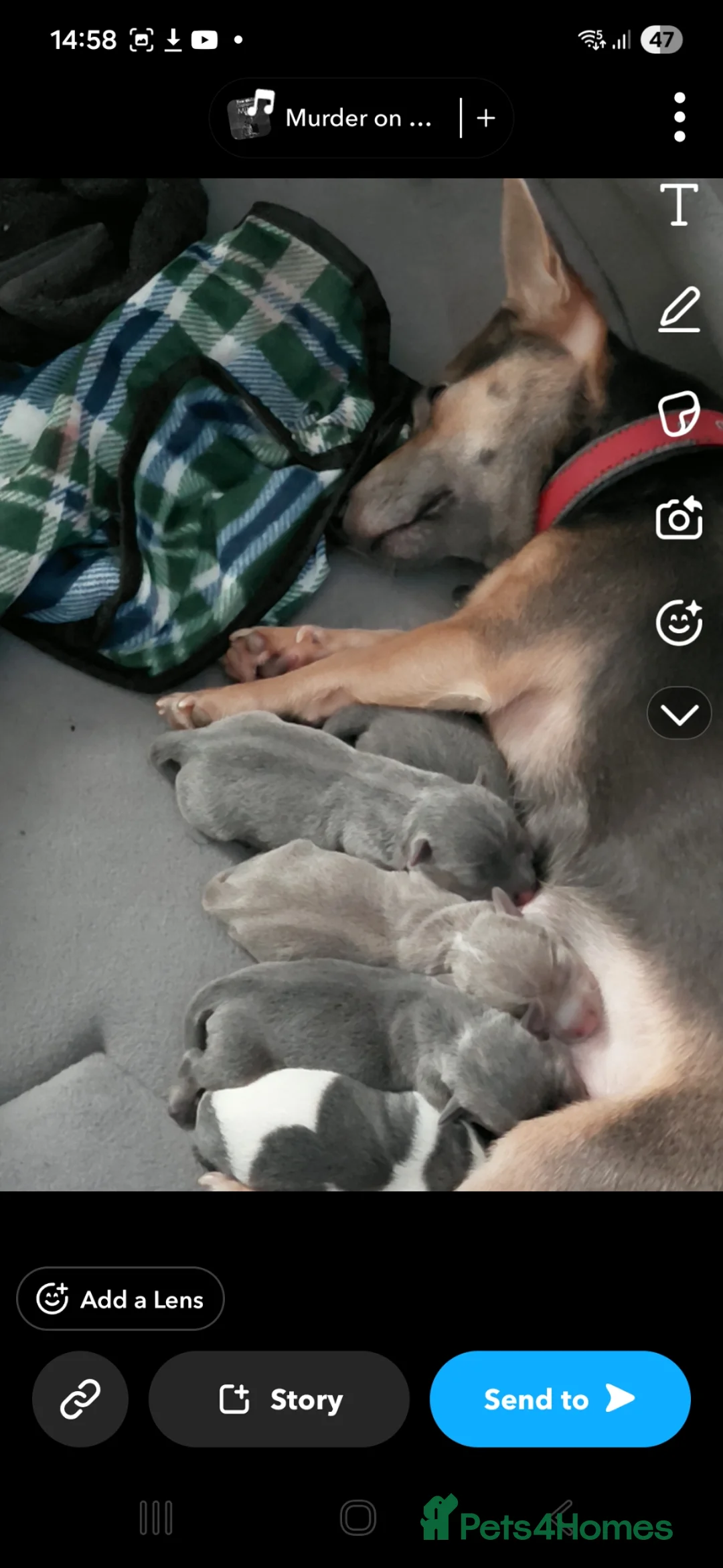 Jack Russell dogs for sale: 4 stunning miniture jack russell puppies for sale  - Advert 19