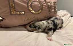 Border Collie dogs for sale: Border collie puppy’s ready to reserve  - Image 35