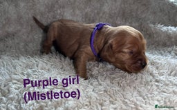 Mixed Breed dogs for sale: Ruby red cockaliers  - Advert 6