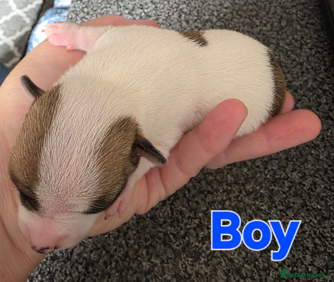 Chihuahua dogs for sale: Chihauhau puppies ready early November - Image 2