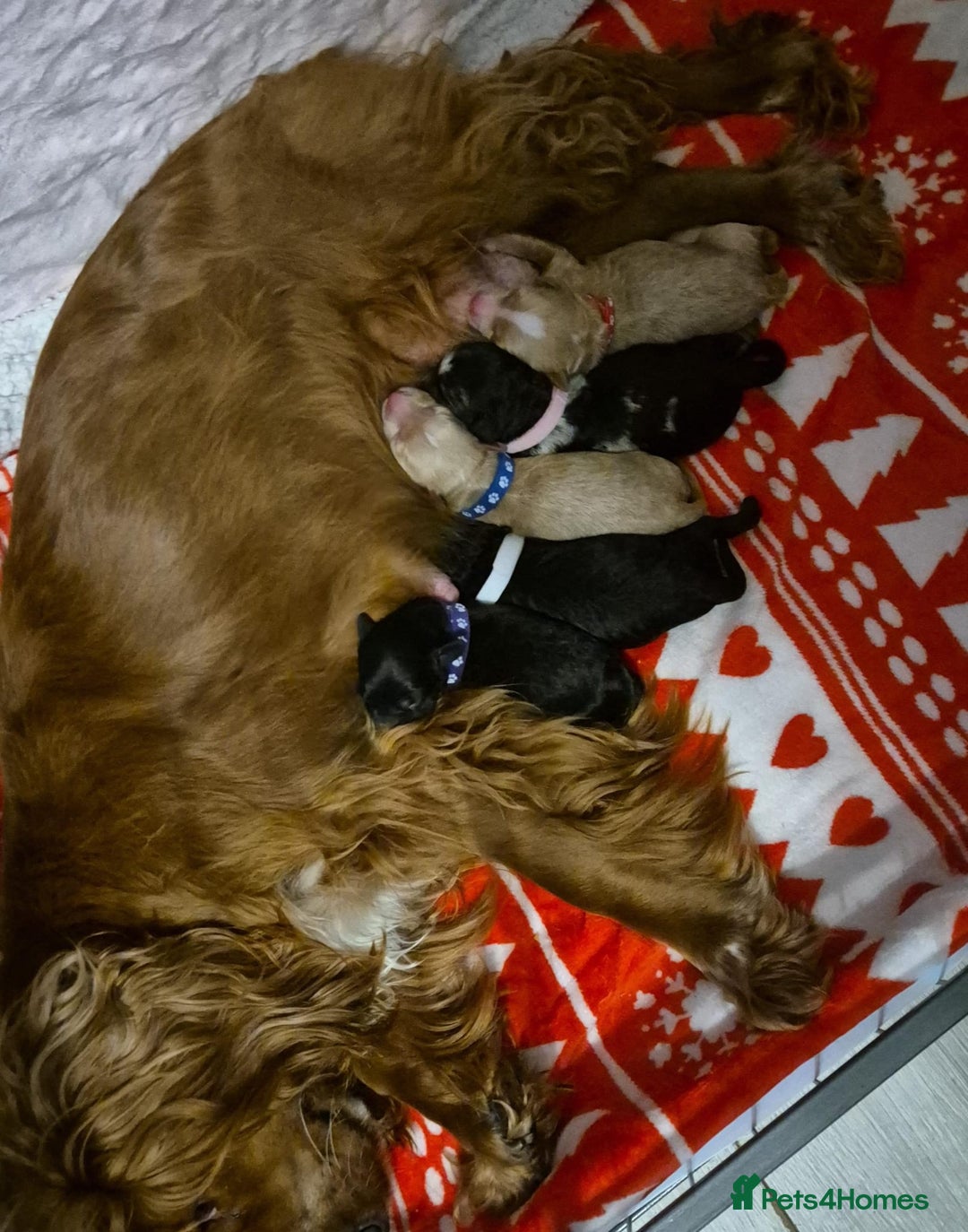 Cockapoo dogs for sale: Gorgeous cockapoo puppies. - Image 5