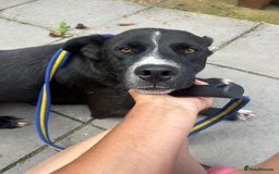 Mixed Breed dogs for adoption: Vito - Norwich Norfolk  - Image 1