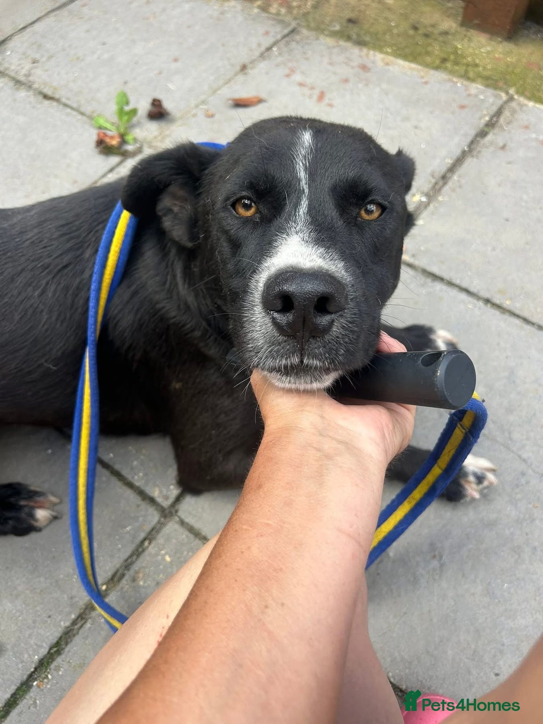 Mixed Breed dogs for adoption: Vito - Norwich Norfolk  - Image 1