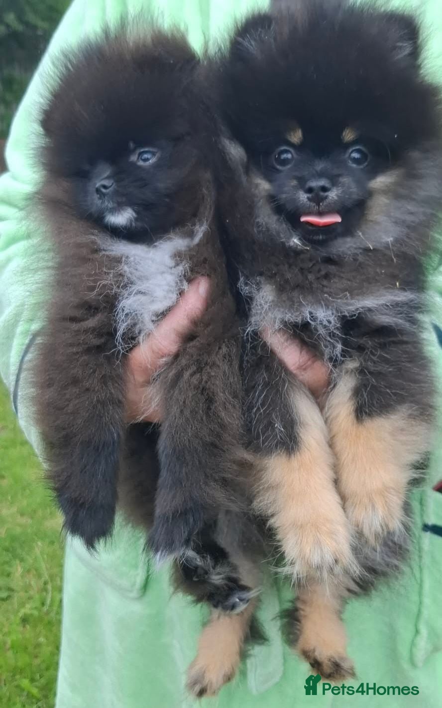 Pomeranian dogs FULLY VACCINATED.. Champion line, Pomeranian pups - Advert 2