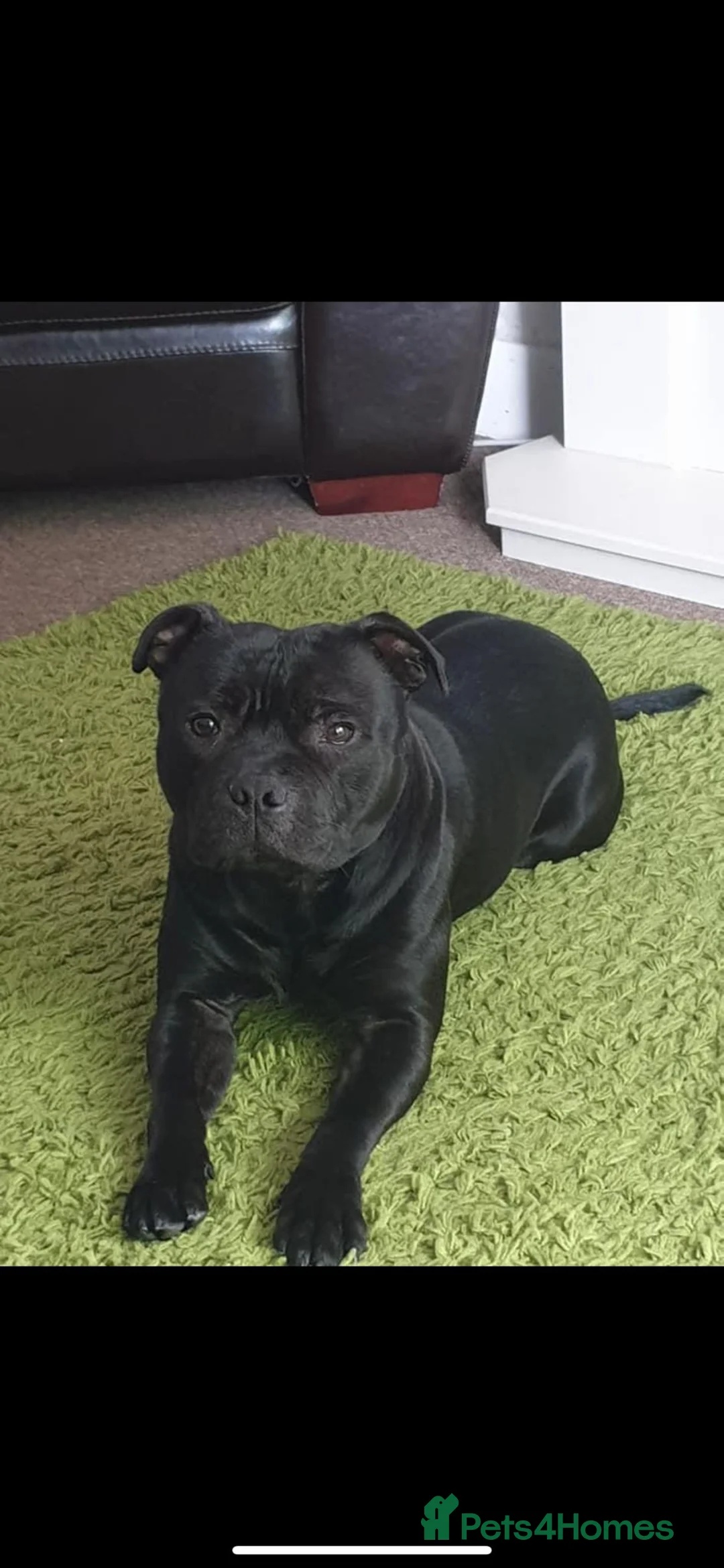Staffordshire Bull Terrier dogs for stud: STORM FOR STUD in Newton Aycliffe - Advert 4