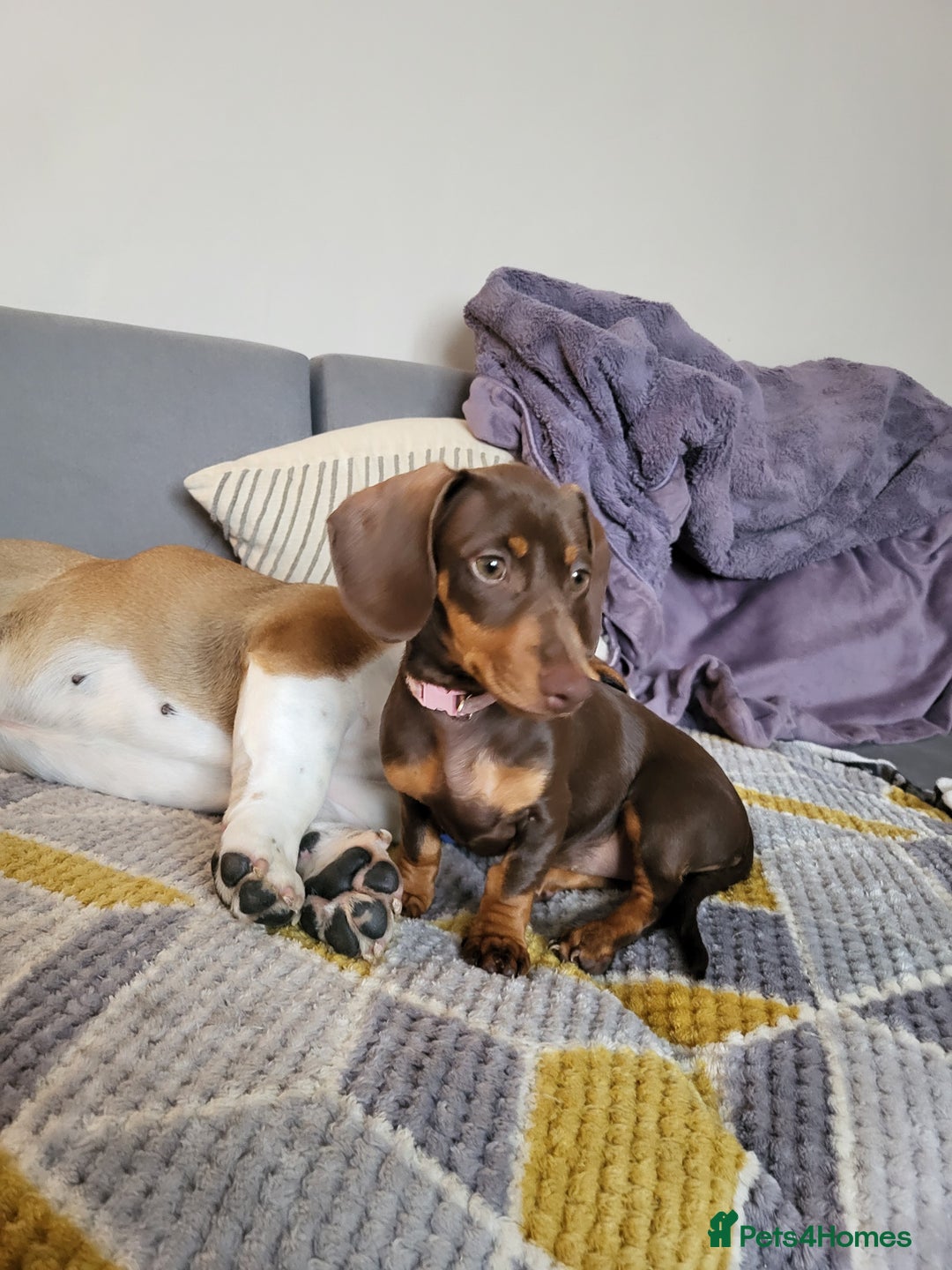 Dachshund dogs for sale: Mini choco dachshund - Image 3
