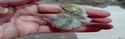 Quail poultry for sale: Snowflake Bobwhite Quail Chicks - Advert 10