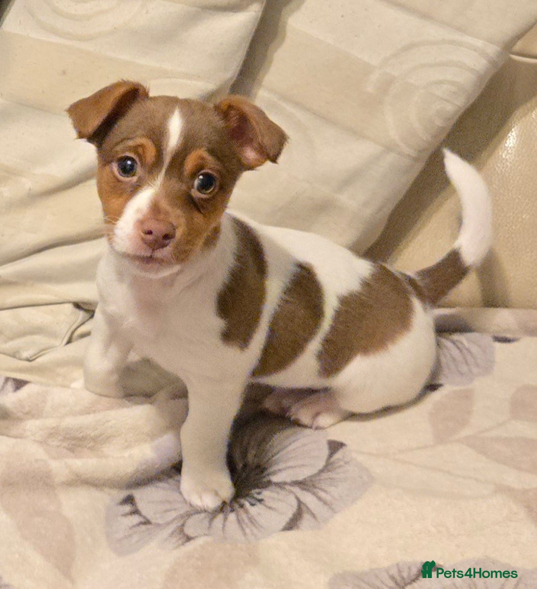 Jack Russell dogs for stud: Jack Russell for stud - Advert 8