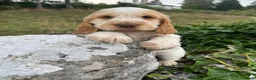 Cocker Spaniel dogs for sale: SHOW KC Registered, true to type, Cocker Spaniels - Advert 3