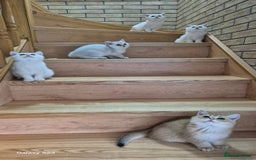 British Shorthair cats for sale: British shorthair  - Image 1