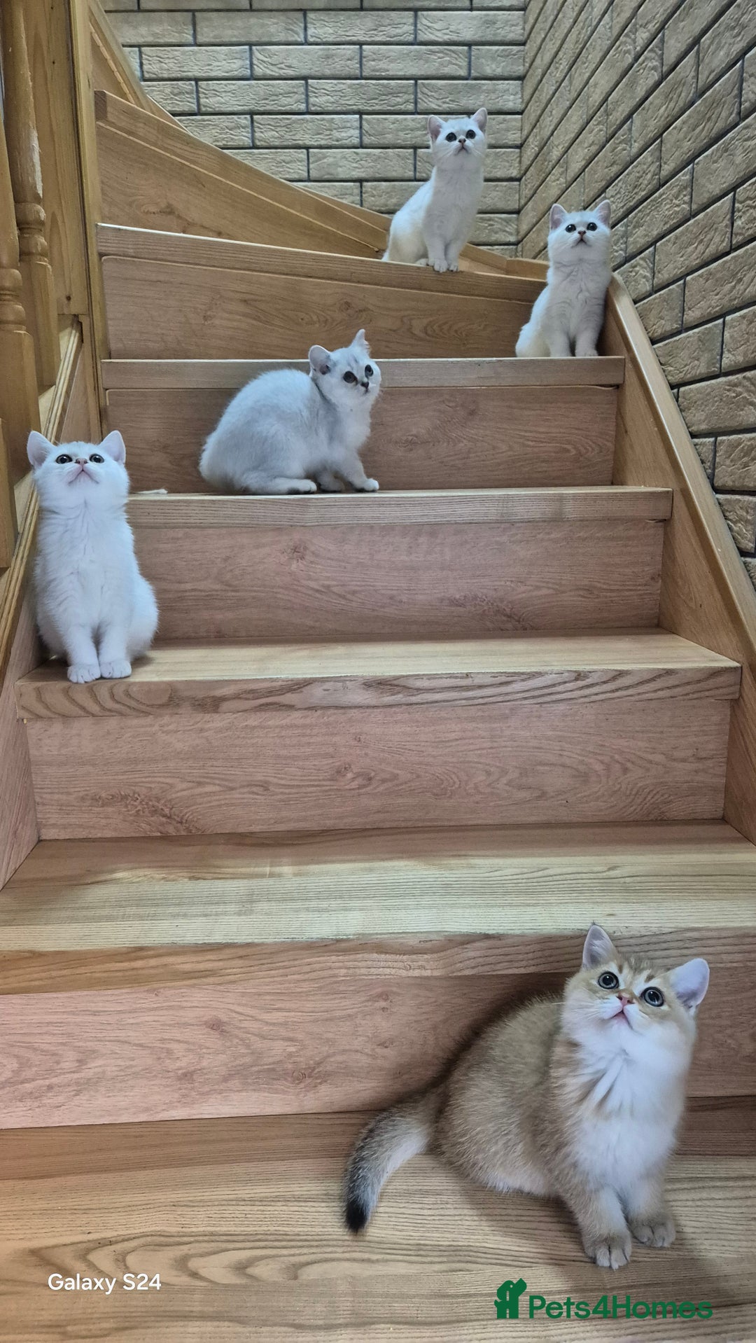 British Shorthair cats for sale: British shorthair  - Image 1