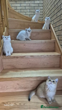 British Shorthair cats - Advert 4