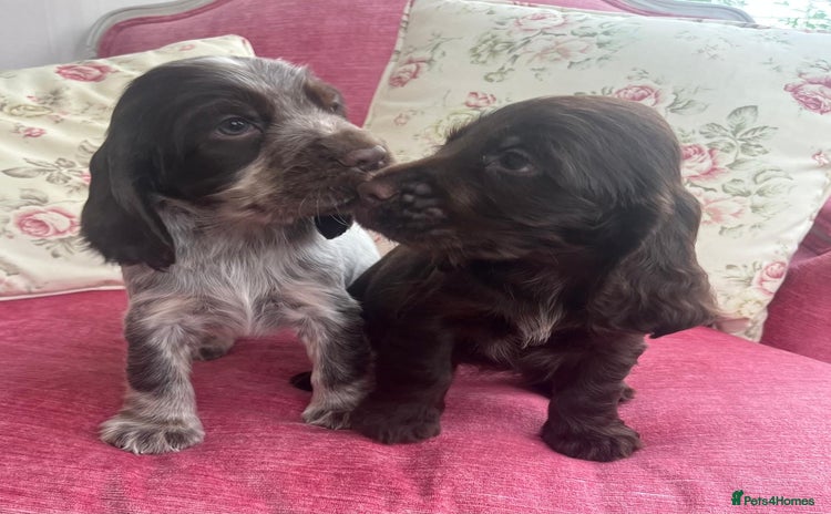 Cocker Spaniel dogs - Advert 9
