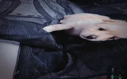 Pomeranian dogs for sale: Pomeranian puppies for loving and caring families  - Image 24