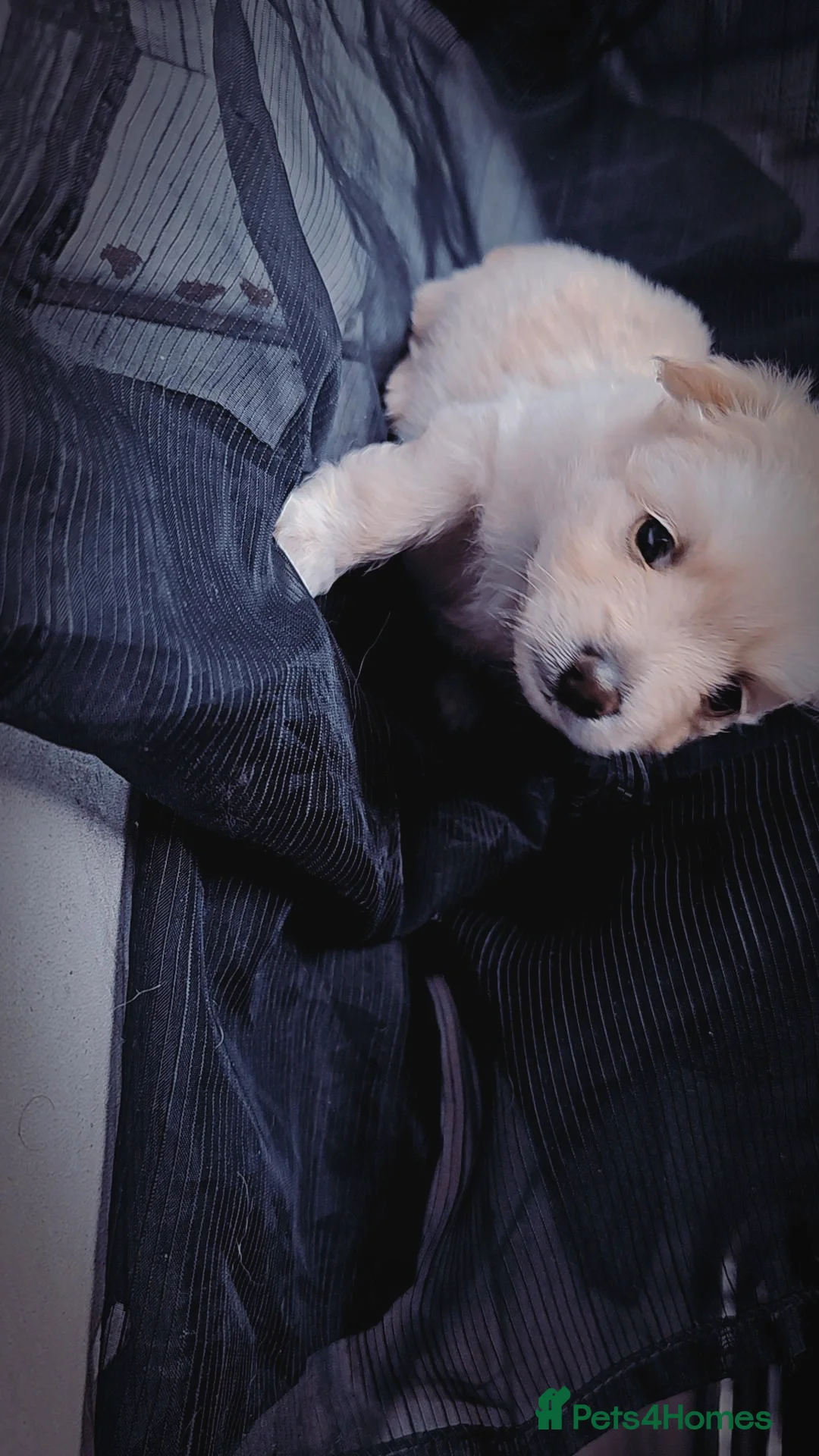 Pomeranian dogs for sale: Pomeranian puppies for loving and caring families  - Image 24