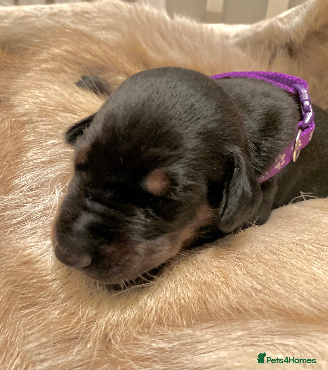 Dobermann dogs for sale: KC REGISTERED HEALTH TESTED DOBERMAN PUPS - Image 16
