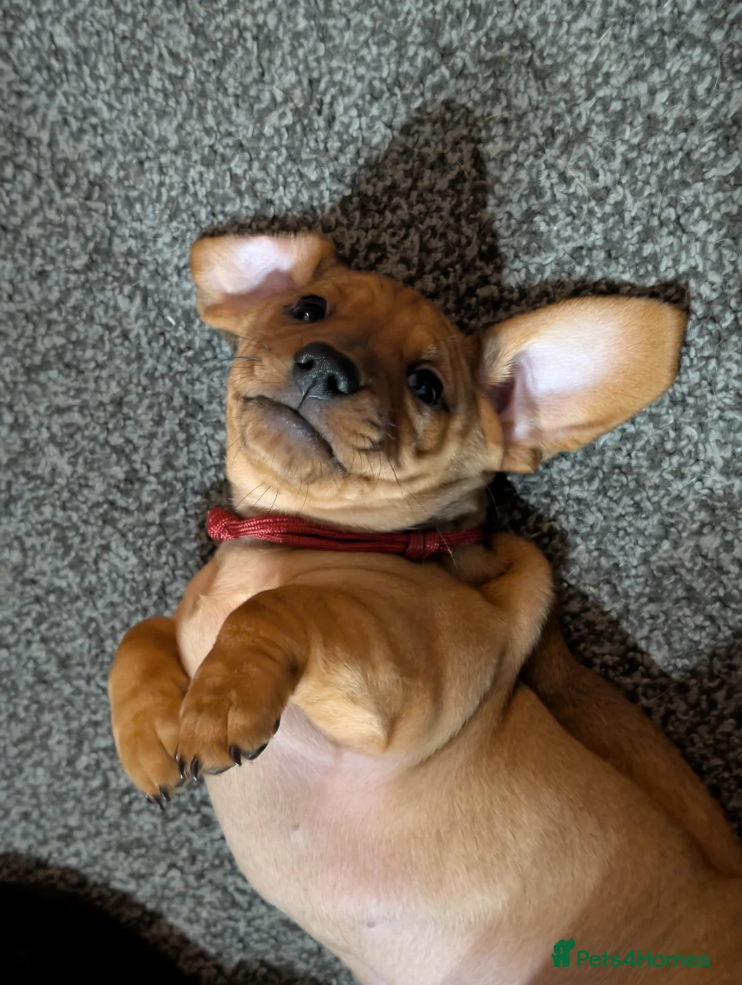 Mixed Breed dogs for sale: Dachshund cross pug puppies in Huddersfield - Advert 6