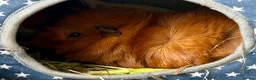 Guinea Pig rodents for sale: 2 male Guinea Pigs in Hassocks - Advert 2