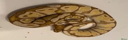 Python Snake reptiles for sale: Various Ball Pythons for sale - Advert 11