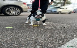 French Bulldog dogs for sale: QUALITY FRENCH BULLDOG PUPPIES - Advert 25