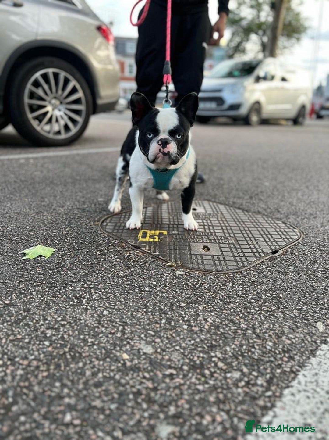 French Bulldog dogs for sale: QUALITY FRENCH BULLDOG PUPPIES - Advert 25