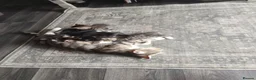 Mixed Breed cats for sale: BEAUTIFUL KITTENS, READY TO LEAVE NOW!! - Advert 7